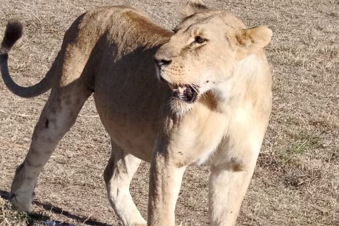 Maasai Mara Day Trip From Nairobi - Why this day trip appeals to busy Nairobi visitors