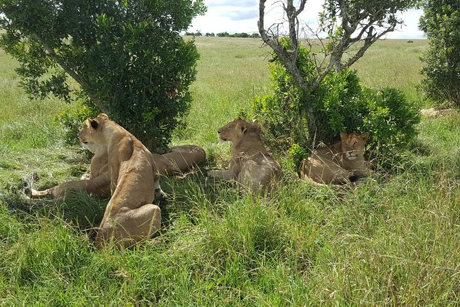 Maasai Mara Game Reserve - What the $2,100 price really buys you