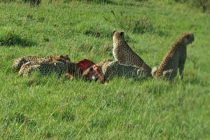 Maasai Mara Game Reserve - The optional Maasai boma visit