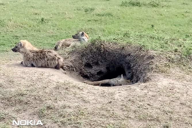 Maasai Mara Game Reserve - The early third-day drive and return to Nairobi