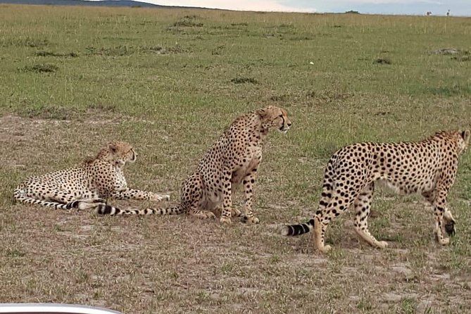 Maasai Mara Game Reserve - Guides, comfort, and the pace of the safari