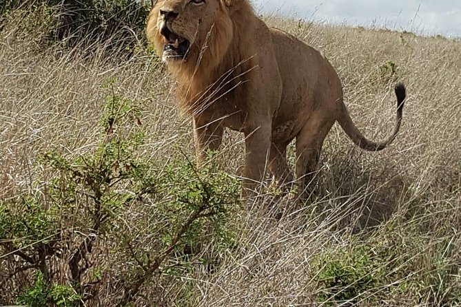 Maasai Mara Game Reserve - Timing, weather, and what to pack