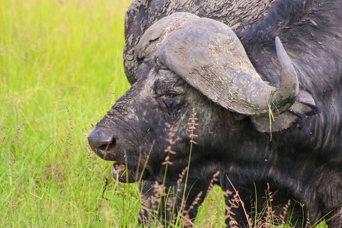 Maasai Mara National Reserve 3-day safari - What the wildlife reports suggest