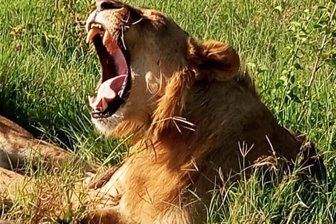 Maasai Mara National Reserve 3-day safari - Is $800 per person good value?
