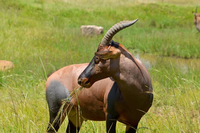 Maasai Mara National Reserve 3-day safari - Who will enjoy this safari most?