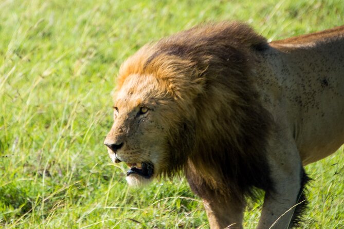 Maasai Mara National Reserve 3-day safari - The eight-hour Maasai Mara game drive