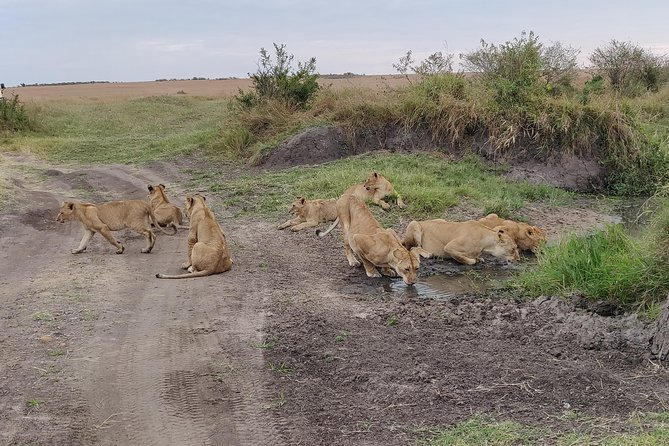 Maasai Mara Safari!! - Why the Maasai Mara earns three days
