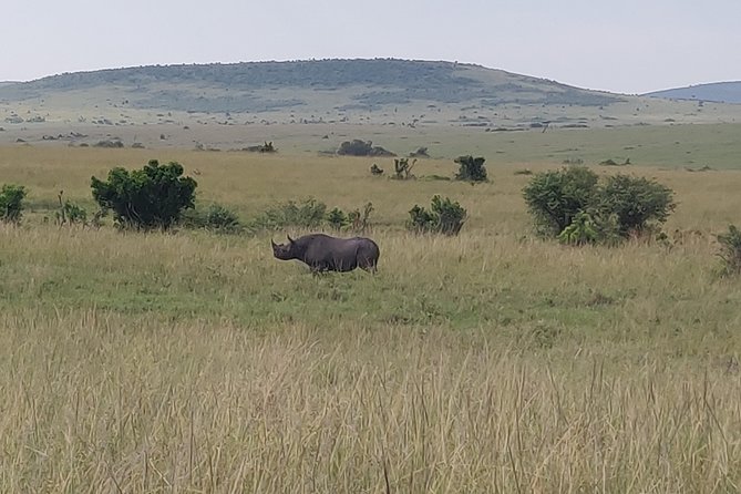 Maasai Mara Safari!! - The private format and guide quality