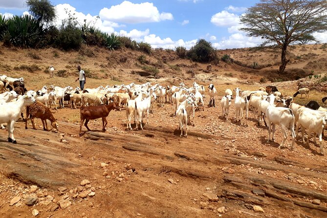 Maasai Village Experience Day Tour - A brief stop at a primary school in Ilbisil