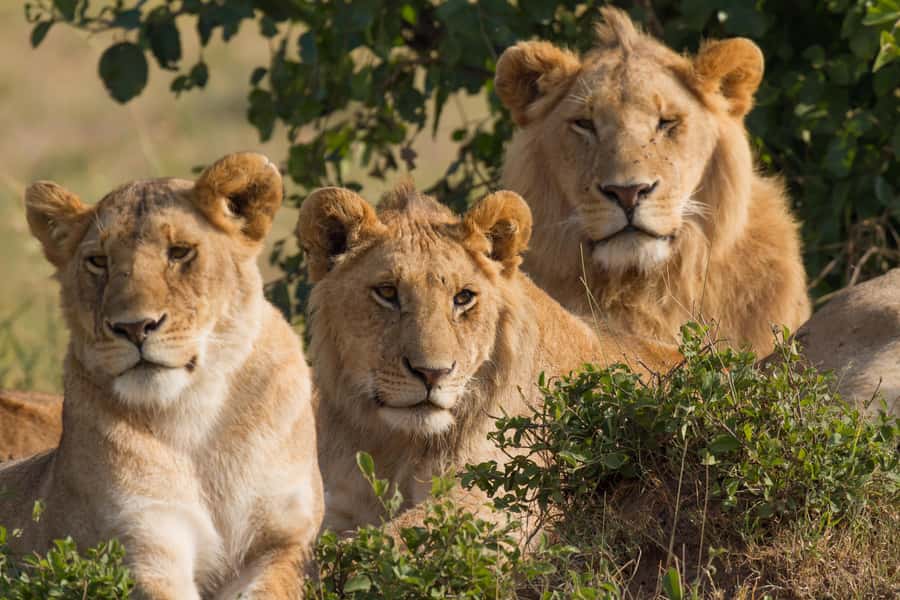 Masai Mara: 3-Day Group Joining Safari by Land Cruiser - Key points to know before booking