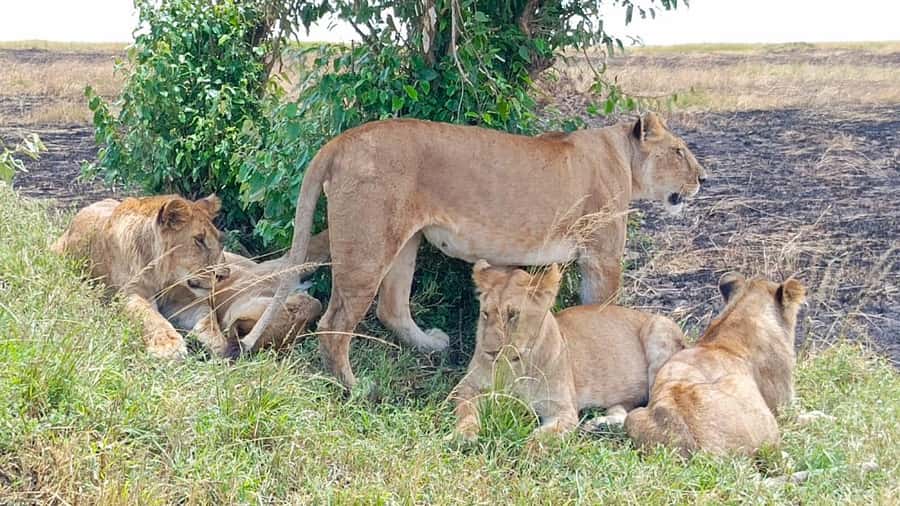 Masai Mara: 3-Day Group Joining Safari by Land Cruiser - Why three days works well in the Masai Mara