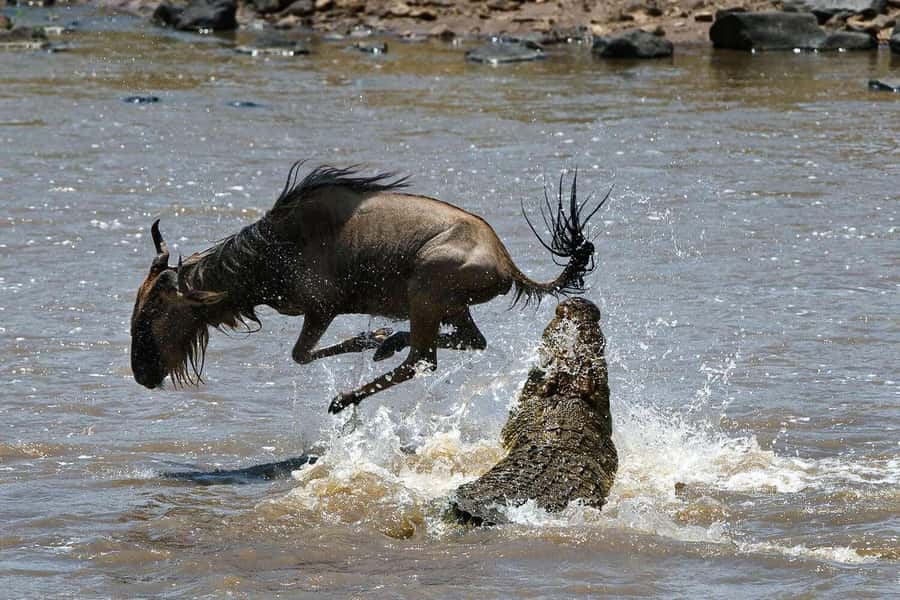 Masai Mara: 3-Day Group Joining Safari by Land Cruiser - Your private tent and camp routine