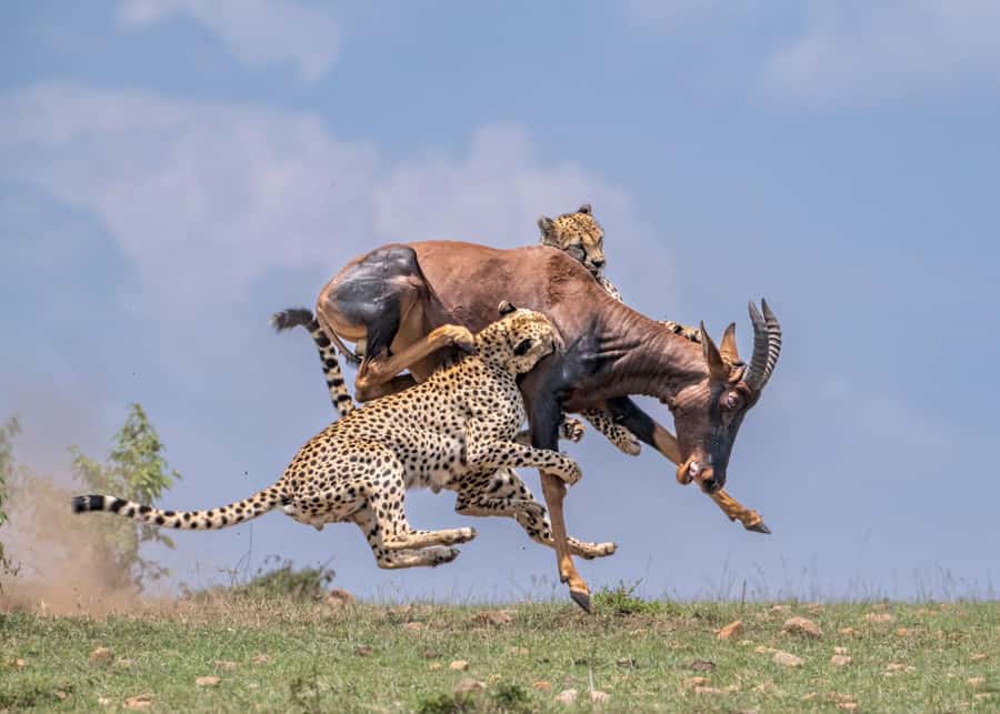Masai Mara: 3-Day Group Joining Safari by Land Cruiser - Who will enjoy this safari most
