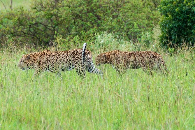 Masai Mara 3 Day Safari | Private 4WD Jeep Tour - Five things to know before you book