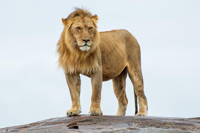 Masai Mara 3 Day Safari | Private 4WD Jeep Tour - The Mara River and the July to October migration