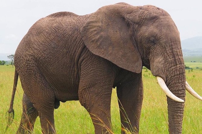 Masai Mara 3 Day Safari | Private 4WD Jeep Tour - What the private Land Cruiser changes