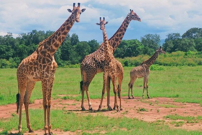 Masai Mara 3 Day Safari | Private 4WD Jeep Tour - Is $2,120 per person good value?