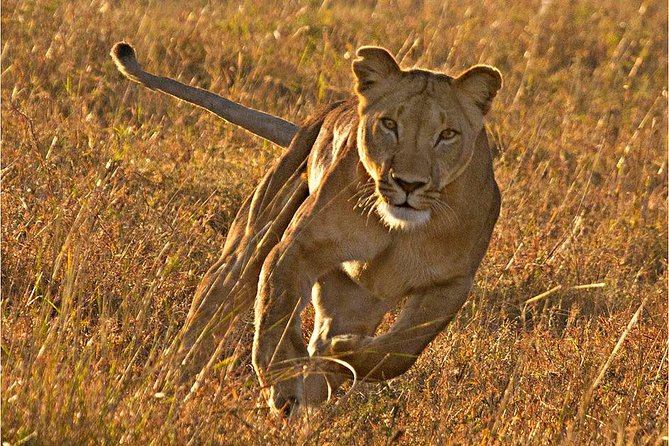 Masai Mara 3 Days Luxury Tented Safari - Day 1: first sightings and the search for lions
