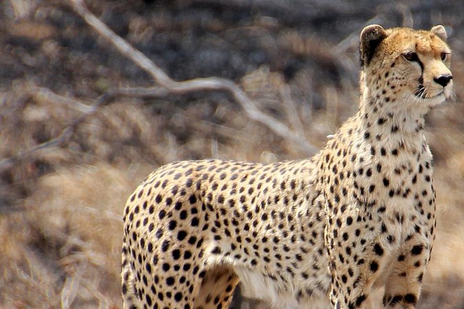 Masai Mara 3 Days Luxury Tented Safari - Day 2: the main wildlife day