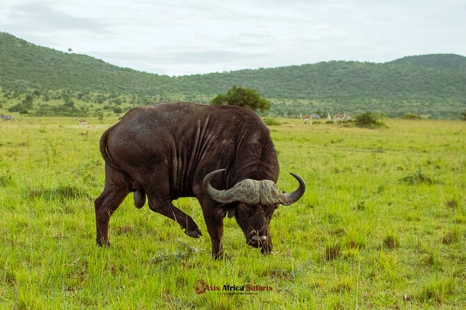 Masai Mara 3 Days Tour Safari Private 4WD Landcruiser - The Nairobi to Mara Road Journey