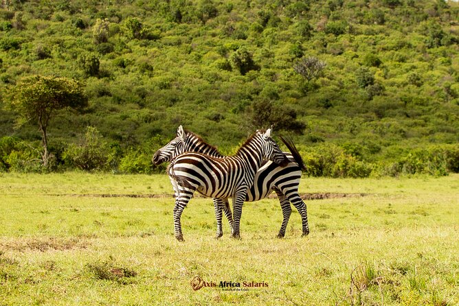 Masai Mara 3 Days Tour Safari Private 4WD Landcruiser - Day Three: Morning Option and Return to Nairobi
