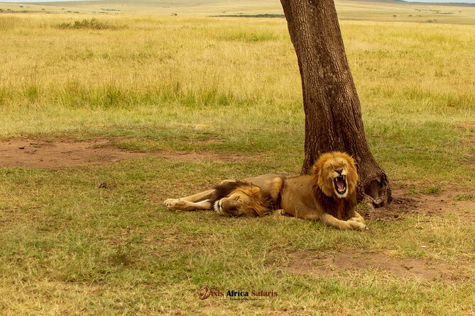 Masai Mara 3 Days Tour Safari Private 4WD Landcruiser - Guides, Vehicles, and the Private Format