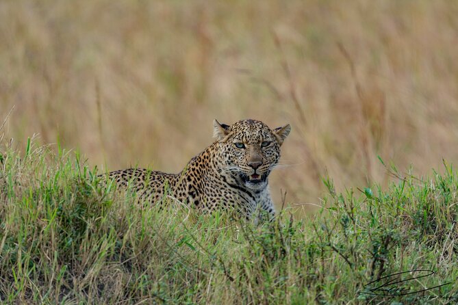 Masai Mara 3Days Safari Adventure - What $665 really covers