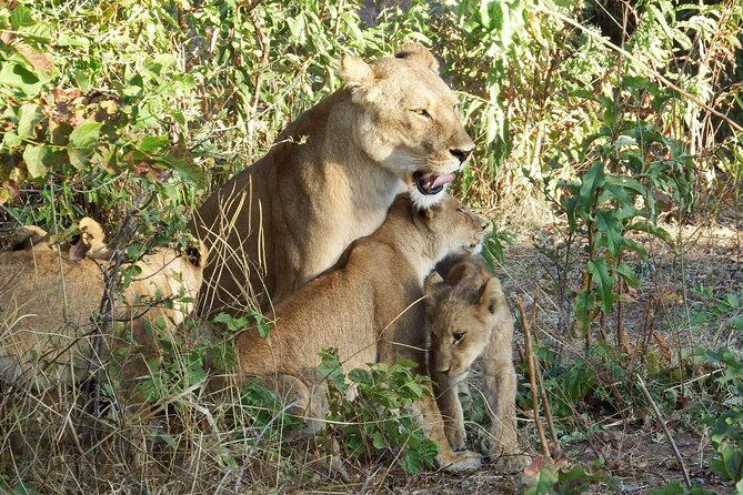 Masai Mara 3Days Safari Adventure - Day one: first views of Maasai Mara