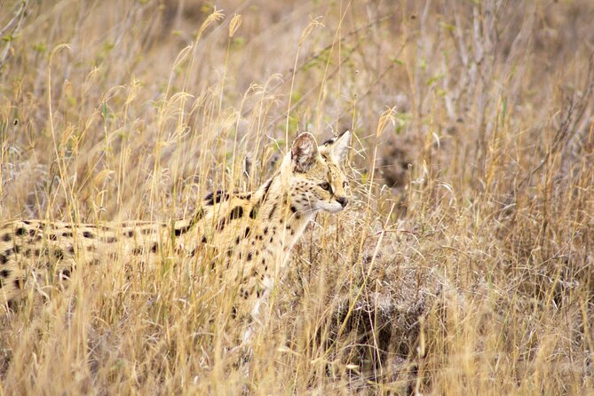 Masai Mara 3Days Safari Adventure - Day two: the Mara River and a full day among wildlife