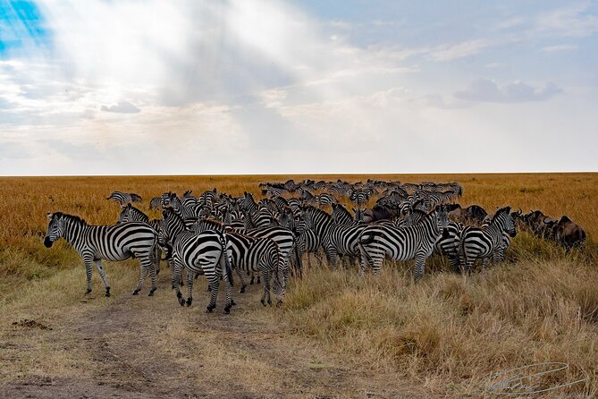Masai Mara 3Days Safari Adventure - The guide can make or break a short safari