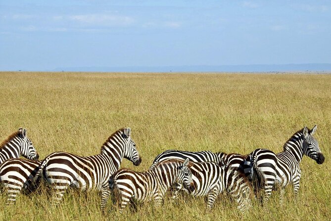 Masai Mara 3Days Safari Adventure - Meals, camp life, and comfort expectations