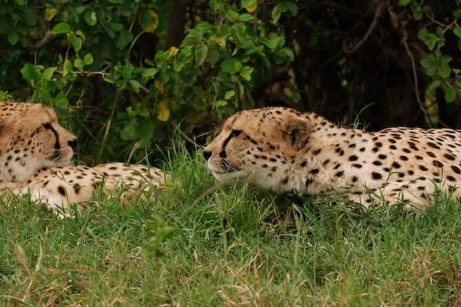 Masai Mara 3Days Safari Adventure - Who will get the most from this safari