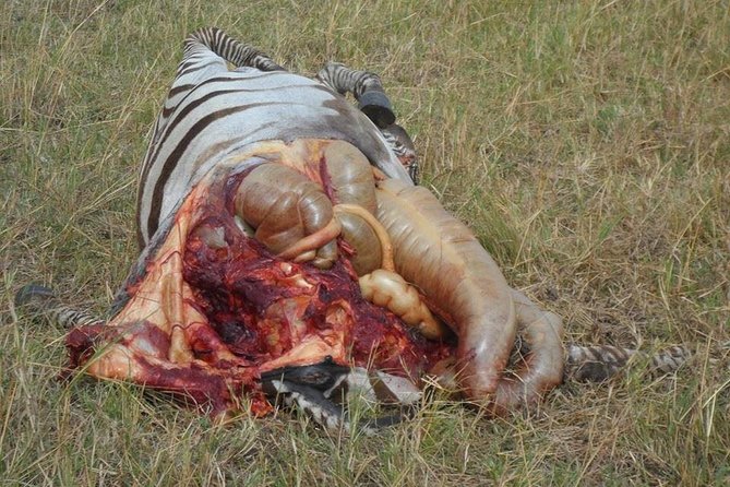 Masai Mara Budget 2 nights tented camp road Safari - What $650 buys you on this Masai Mara safari