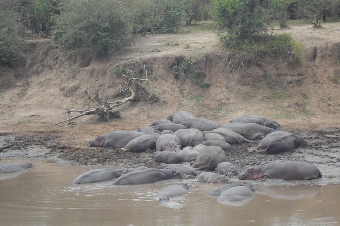 Masai Mara Budget 2 nights tented camp road Safari - Day two: the full Mara safari day