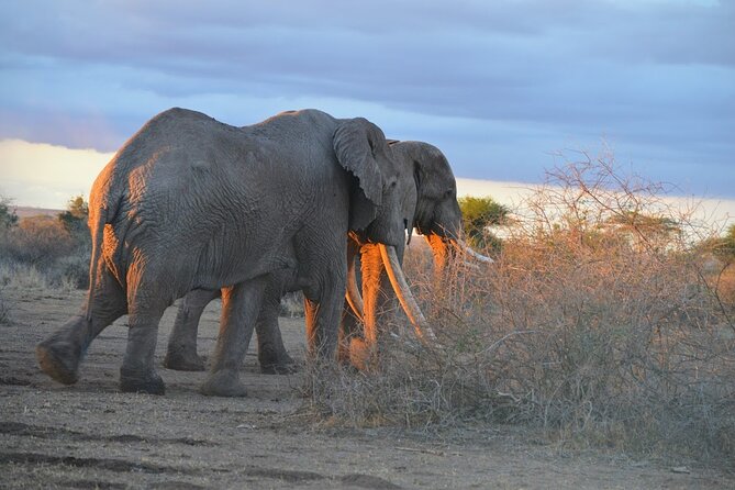 Masai Mara classic safari with optional Masai Village - Why the Masai Mara earns three days