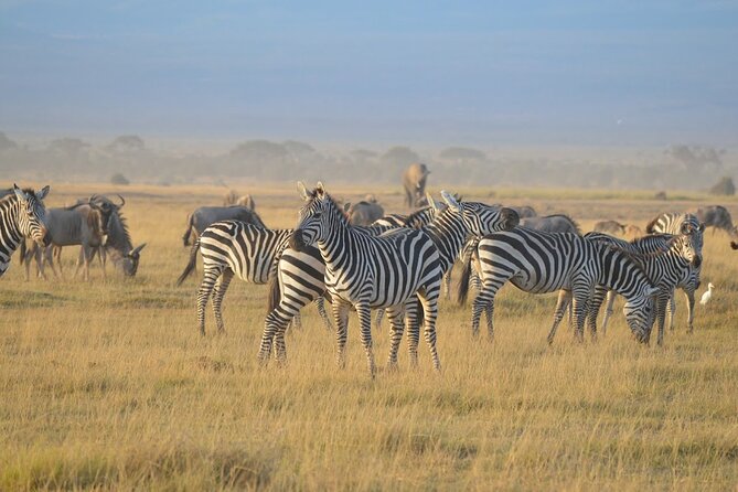 Masai Mara classic safari with optional Masai Village - Game viewing in Kenya’s cat country