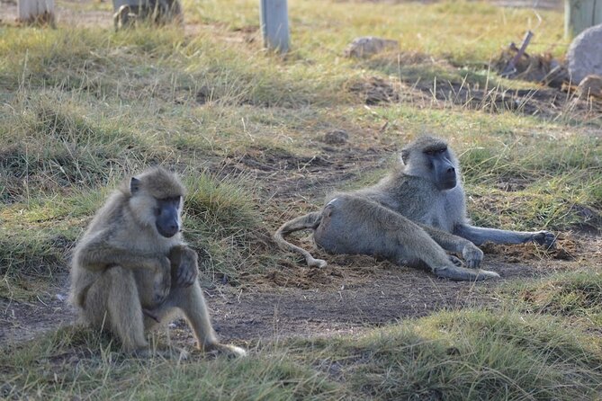 Masai Mara classic safari with optional Masai Village - The optional Maasai village visit