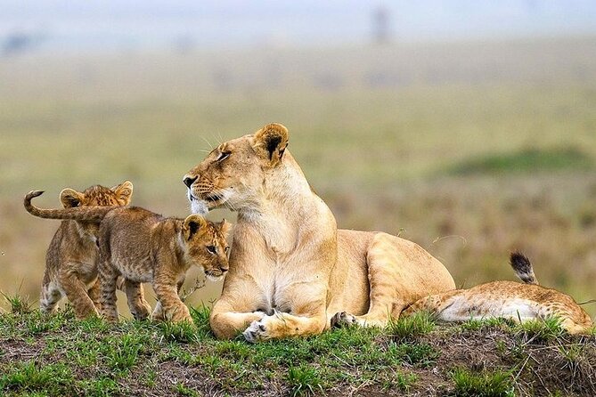 Masai Mara classic safari with optional Masai Village - What the guide can add to a short safari