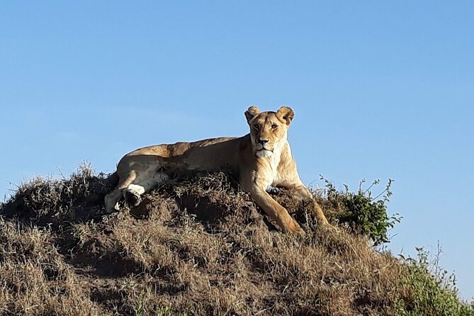 Masai Mara classic safari with optional Masai Village - A practical look at the three-day rhythm