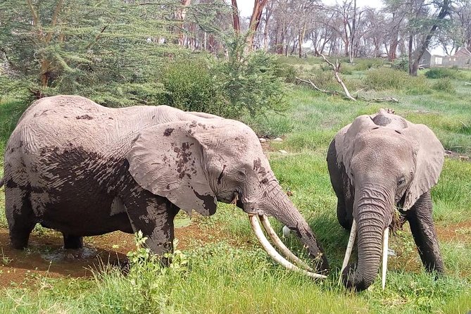 Masai Mara Full Day Tour from Nairobi, Naivasha or Nakuru - What this Masai Mara day trip is really like