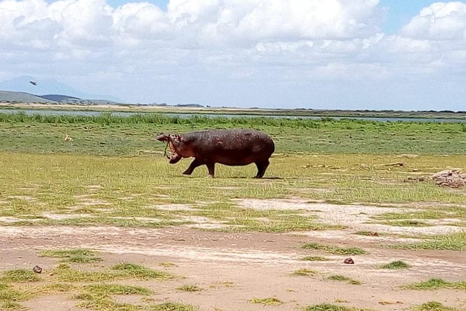 Masai Mara Full Day Tour from Nairobi, Naivasha or Nakuru - Which travelers will get the most from this tour?