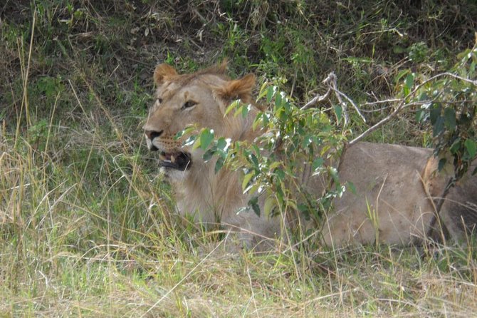 Masai Mara Full Day Tour from Nairobi, Naivasha or Nakuru - Entering Maasai Mara National Reserve around 8:00 a.m.
