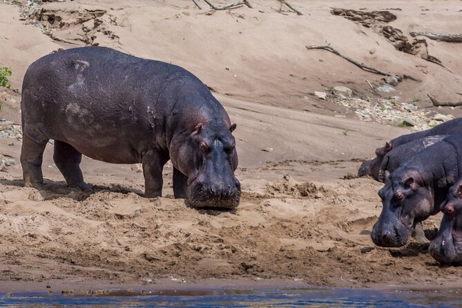 Masai Mara Game Drive - Why the Masai Mara earns four days
