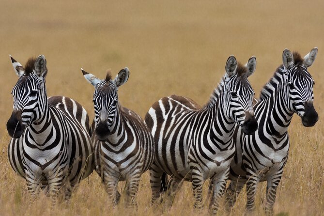 Masai Mara Game Drive - Game drives with a private guide-driver