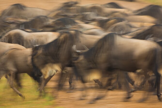 Masai Mara Game Drive - Who will get the most from this safari