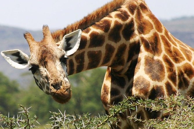Masai Mara Game Reserve Safari Tour, 4 Days 3 Nights - Private guiding and vehicle comfort