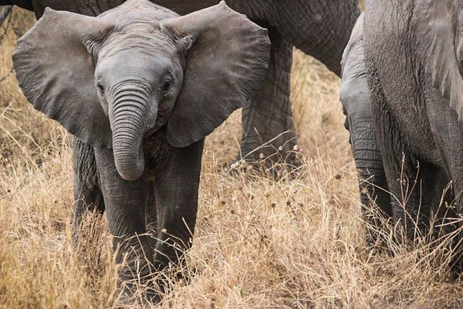 Masai Mara Game Reserve Safari Tour, 4 Days 3 Nights - Day 1: Nairobi to the Masai Mara