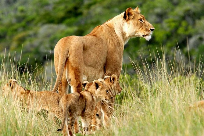 Masai Mara & Lake Nakuru Safari tour: 4-Day Kenya Adventure - Five details worth knowing before you book