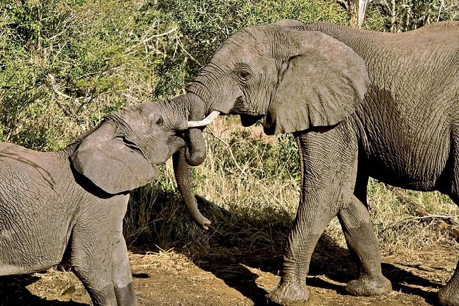 Masai Mara & Lake Nakuru Safari tour: 4-Day Kenya Adventure - Day 4: Rhinos, flamingoes, and the road back to Nairobi