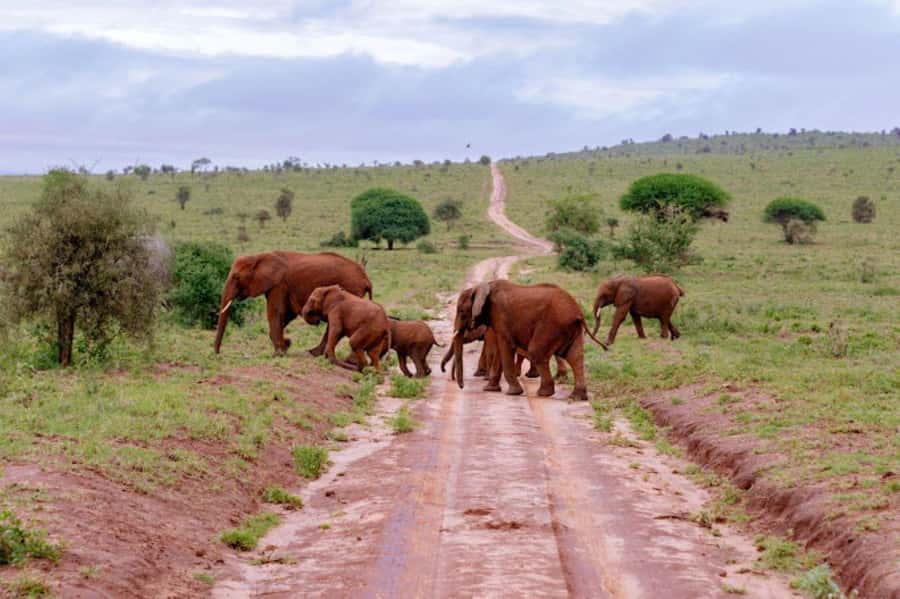 Mombasa: 2-Day Safari to Taita Hills Game Sanctuary - Sunset wildlife watching from Salt Lick Lodge